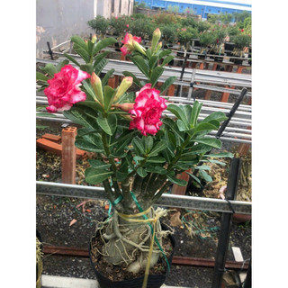 cây sứ thái ghép hoa đẹp