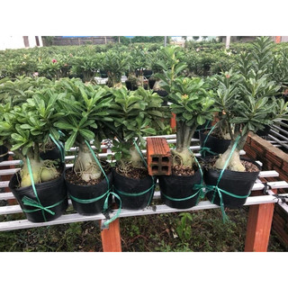 Cây sứ thái ghép hoa kép (gửi cây như hình4)