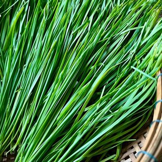 Chậu cây giống hẹ sẻ lá rất thơm