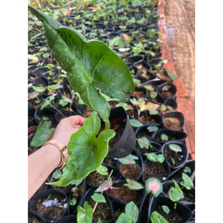 môn lá soẵn ( gốc môn)