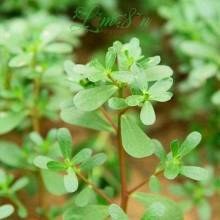Hạt Giống Rau Sam Đất - 1Gram = 1600 hạt
