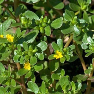Hạt Giống Rau Sam Đất - 1Gram = 1600 hạt