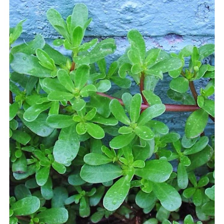 Hạt Giống Rau Sam Đất - 1Gram = 1600 hạt