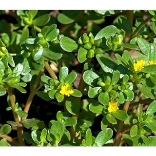 Hạt Giống Rau Sam Đất - 1Gram = 1600 hạt