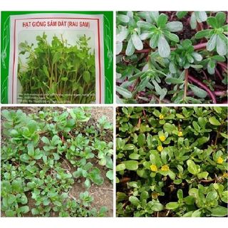 Hạt Giống Rau Sam Đất - 1Gram = 1600 hạt