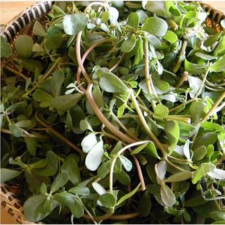 Hạt Giống Rau Sam Đất - 1Gram = 1600 hạt