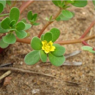 Hạt Giống Rau Sam Đất - 1Gram = 1600 hạt