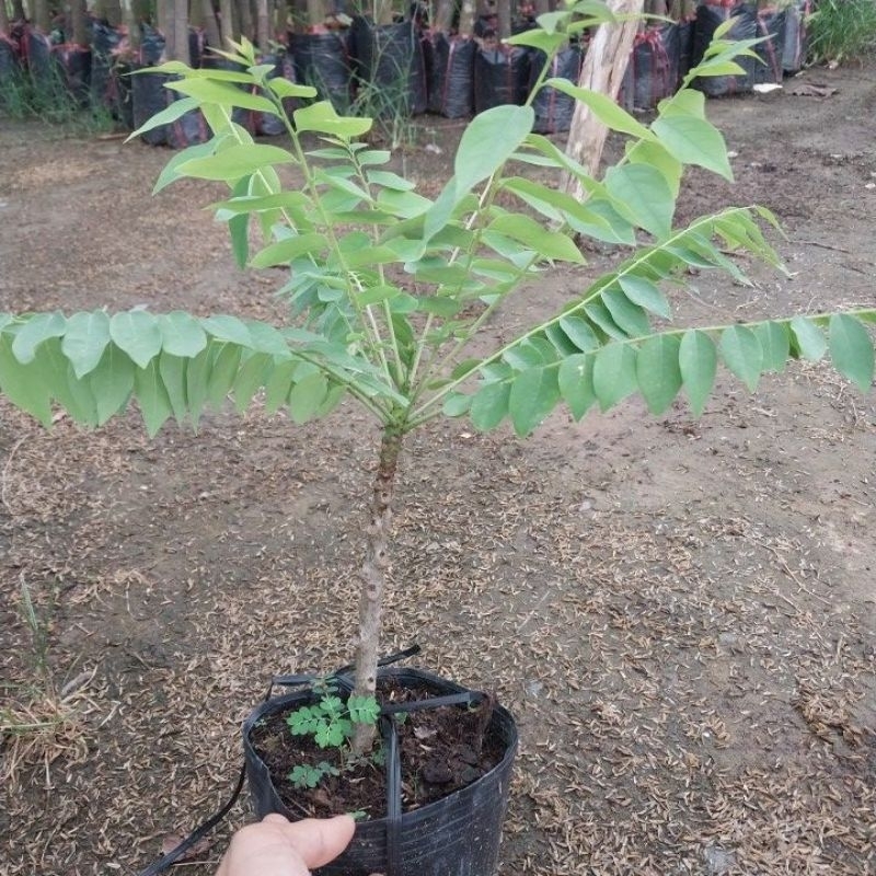 Cây giống tầm giuộc ngọt (cây chiết)