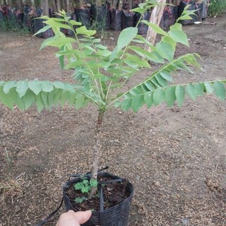 Cây giống tầm giuộc ngọt