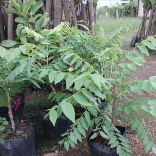 Cây giống tầm giuộc ngọt (cây chiết)
