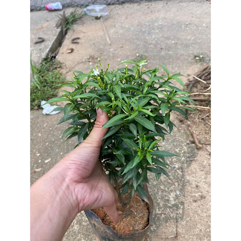 Cây giống mai bạn phúc ( cao khoảng 20cm)