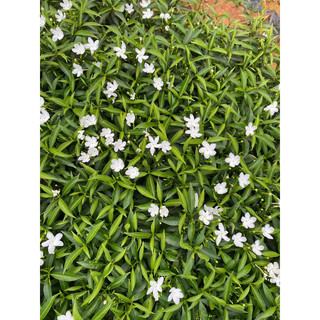 Cây giống mai bạn phúc ( cao khoảng 20cm)