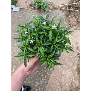 Cây giống mai bạn phúc ( cao khoảng 20cm)