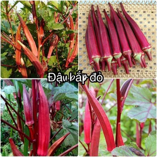 Hạt giống đậu bắp tím dể trồng-gói 5 gram-tặng kèm gói phân bón