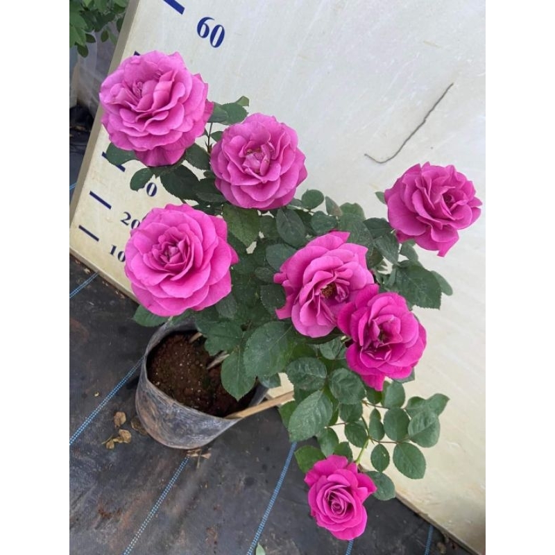 Gốc hoa hồng Tezza tím (PLUTO)