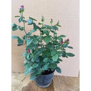 Gốc hoa hồng Tezza tím (PLUTO)