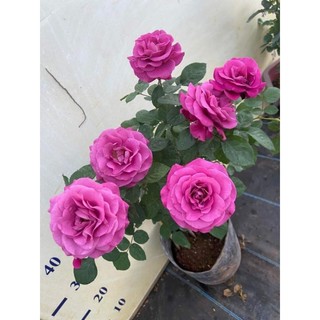 Gốc hoa hồng Tezza tím (PLUTO)