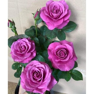 Gốc hoa hồng Tezza tím (PLUTO)