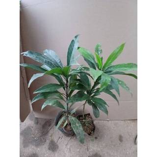CÂY GIỐNG LEKIMA ( CÂY TRỨNG GÀ)
