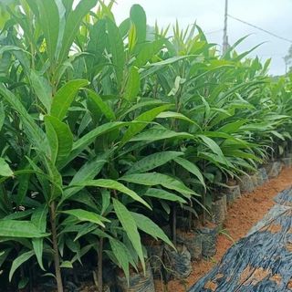 CÂY GIỐNG LEKIMA ( CÂY TRỨNG GÀ)