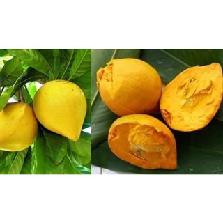 CÂY GIỐNG LEKIMA ( CÂY TRỨNG GÀ)