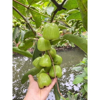 Giống cây roi xanh lùn siêu quả