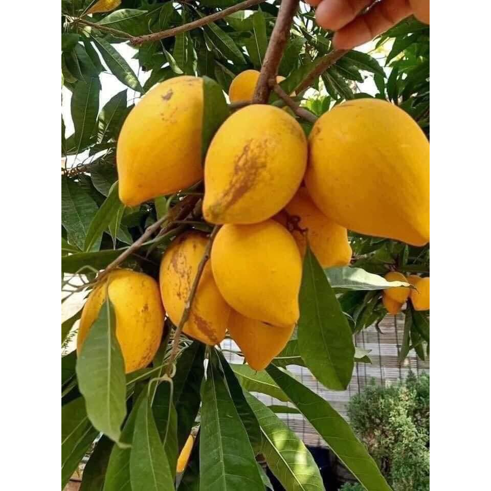 CÂY GIỐNG LEKIMA ( CÂY TRỨNG GÀ)