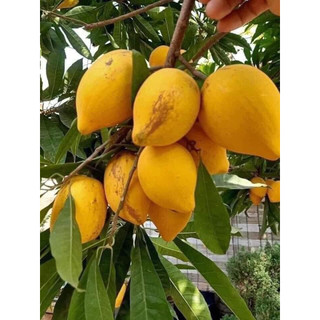 Cây giống lekima