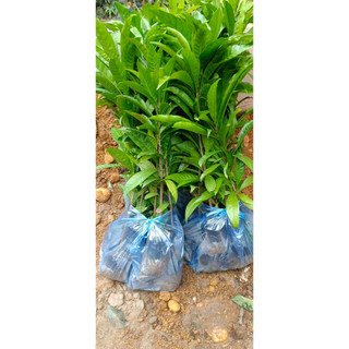 CÂY GIỐNG LEKIMA ( CÂY TRỨNG GÀ)
