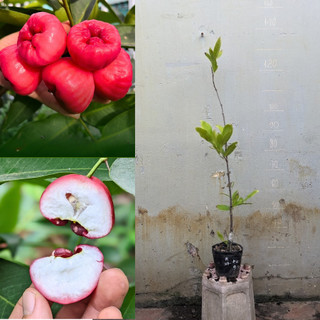 Mận Hồng Đào Huyết không hạt chuẩn giống, trồng chậu ra trái