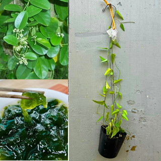 Combo 2 Cây Sương Sâm Trơn dưỡng, phát nhanh