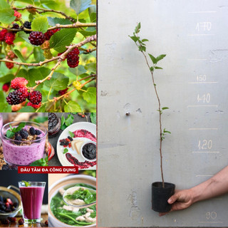 Combo 3 Cây Dâu Tằm Siêu Trái