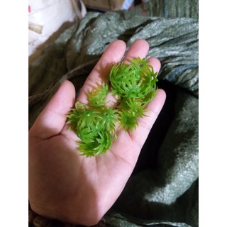 [CÓ SẴN] 1 Lạng Đài Nhựa Dùng Cho Hoa Cúc, Sao Nhái...