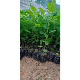 Com bo 10 cây khúng khéng - giải độc gan