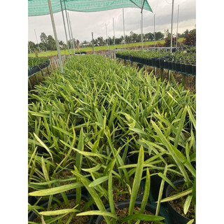 củ con lan huệ tây kép