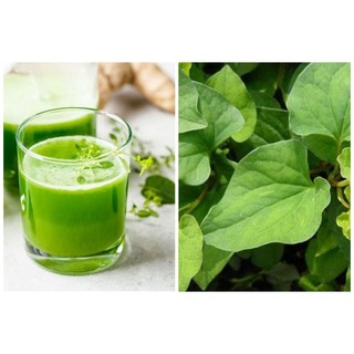 100g hạt giống cây diếp cá