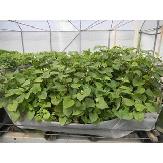 100g hạt giống cây diếp cá