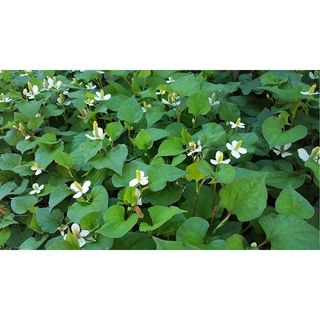 100g hạt giống cây diếp cá