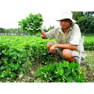 100g hạt giống cây diếp cá