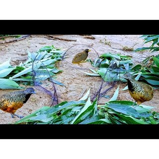 Cung bẫy chim cút rừng 1 bộ gồm 10 cung