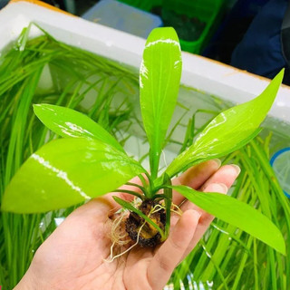 Cây Thanh đản | Cây trồng thủy sinh