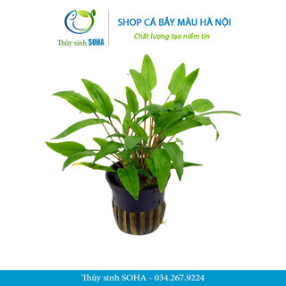 Cây Tiêu thảo xanh | Cây trồng thủy sinh