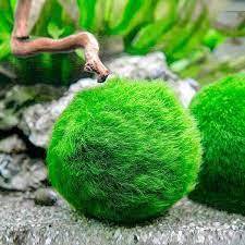 Rêu cầu Nhật Bản Marimo moss ball | Cây trồng thủy sinh