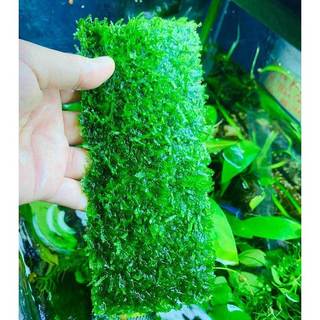 Rêu minitaiwan vỉ sắt 20x8cm | Cây trồng thủy sinh