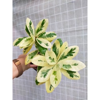 Mẫu đơn var lá cây cảnh làm vườn trang trí đẹp nhà cửa văn phòng