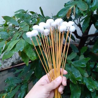 Combo 10 Cây Bông Xe Ráy Tai MOLLYHAIR