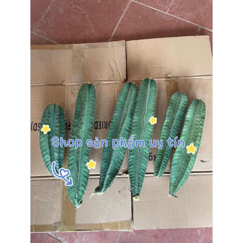 xương rồng trụ