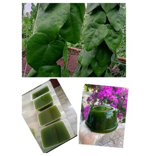 Bình Dương Lá sương sâm lông tươi 100gr dùng làm thạch sương sâm giải nhiệt mùa hè