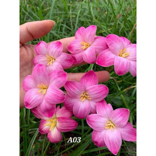 Huệ mưa tím mộng mơ hoa siêu to