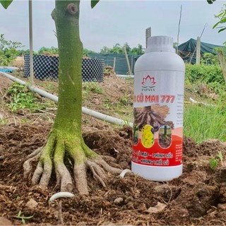 Phân bón to củ mai 777 nở gốc lớn rễ cho mai vàng
